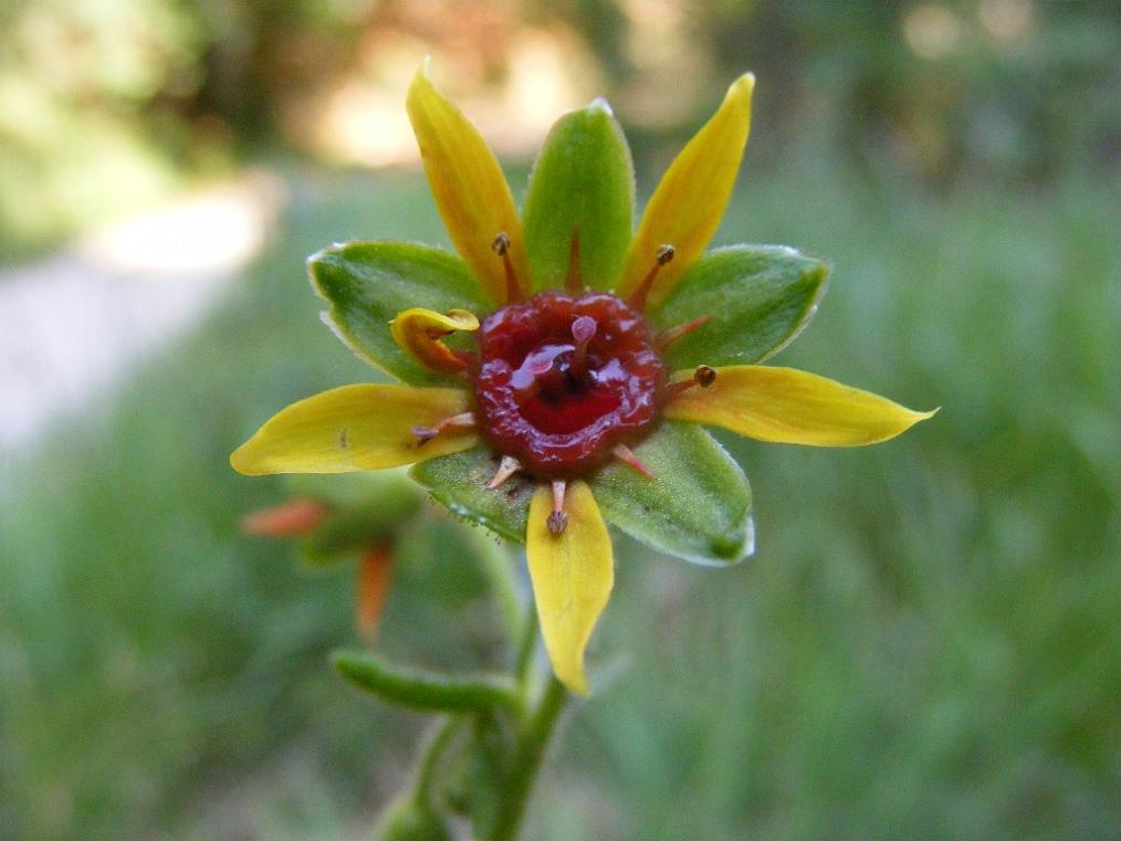 Saxifraga mutata / Sassifraga mutata